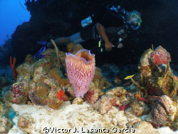  my buddy rodney in the new dive site in parguera wall.... by Victor J. Lasanta Garcia 